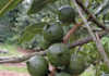 Macadamia harvest set for 20% boost this year Macadamia harvest set for 20% boost this year