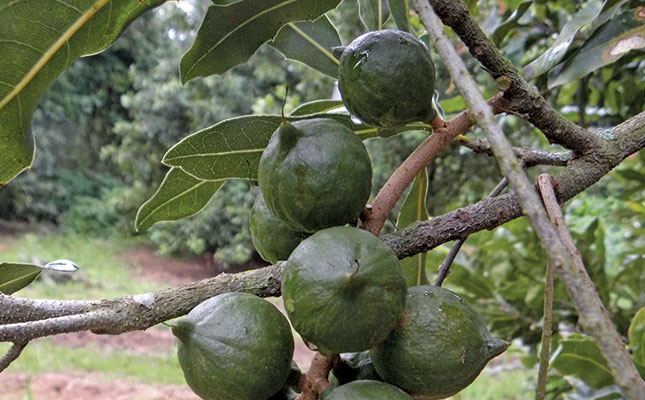 Macadamia harvest set for 20% boost this year