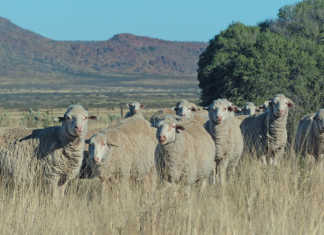 Precision breeding with extensively farmed Merinos