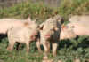 African swine fever case reported in the Northern Cape African swine fever case reported in the Northern Cape