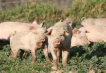 African swine fever case reported in the Northern Cape