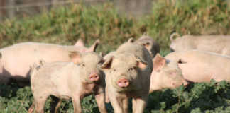 African swine fever case reported in the Northern Cape
