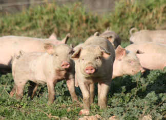 African swine fever case reported in the Northern Cape African swine fever case reported in the Northern Cape