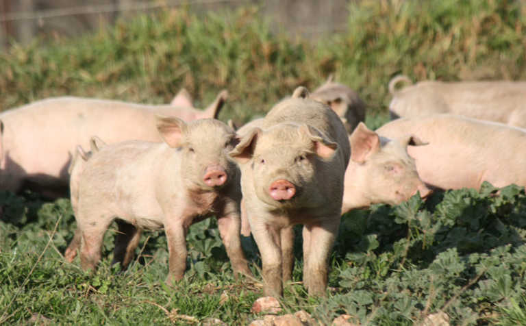 African swine fever case reported in the Northern Cape African swine fever case reported in the Northern Cape