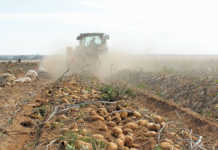 Potatoes SA Transformation Symposium 2018