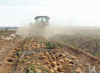 Potatoes SA Transformation Symposium 2018