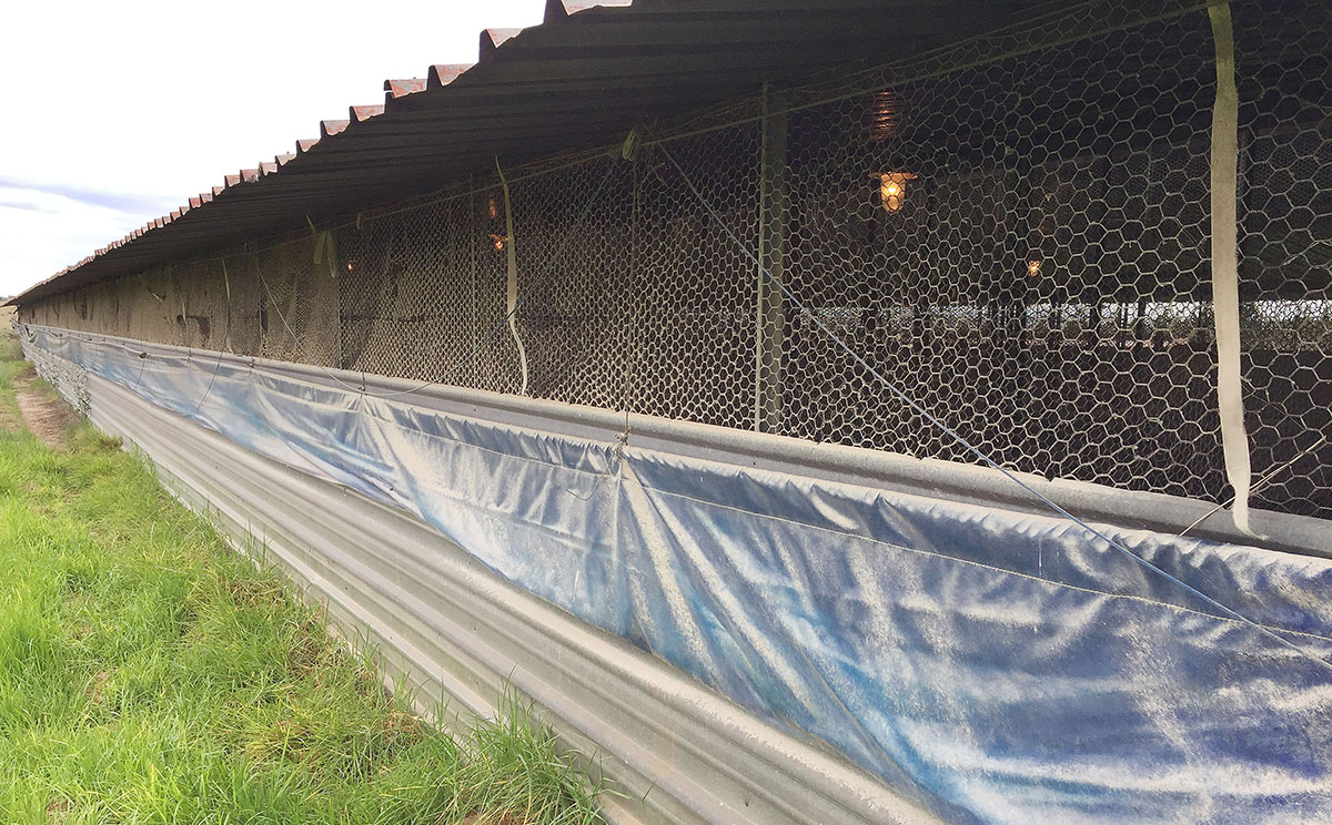 Poultry house canvas