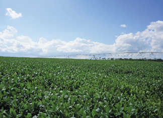 2018 soya bean crop expected to be biggest in SA history