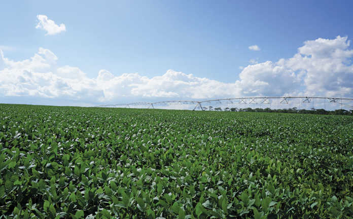 2018 soya bean crop expected to be biggest in SA history