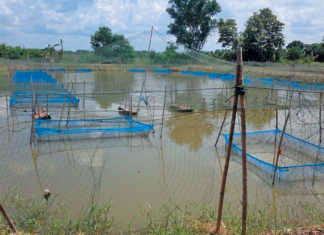 Theft ruining the hopes of aquaculture in Africa