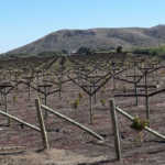Successful new farmer development projects around Upington