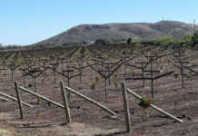 Successful new farmer development projects around Upington Successful new farmer development projects around Upington