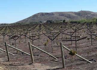 Successful new farmer development projects around Upington