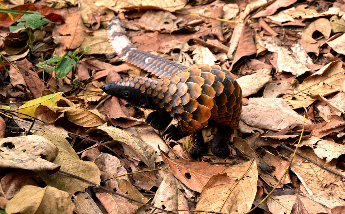 The Black-Bellied pangolin