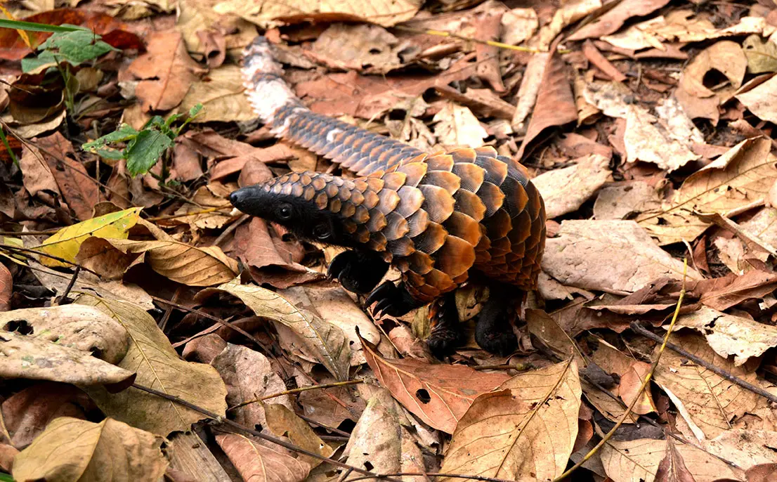 The Black-Bellied pangolin