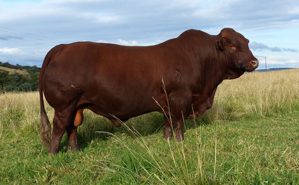 Bonsmara bull sold for a record R1,8 million