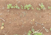 Carrots: get your numbers right!