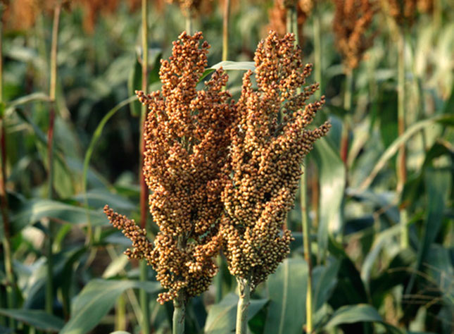 Ever considered sorghum? Ever considered sorghum?