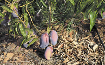 How pioneers make mango production work