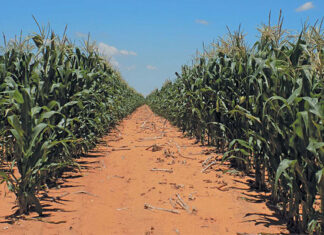 Managing resistance of African stem borer to BT-maize Managing resistance of African stem borer to BT-maize