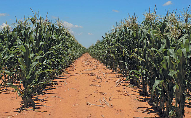 Managing resistance of African stem borer to BT-maize Managing resistance of African stem borer to BT-maize
