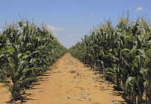 Managing resistance of African stem borer to BT-maize