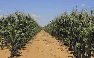 Managing resistance of African stem borer to BT-maize