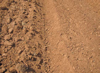 Preparing to plant carrots: seeds and soil
