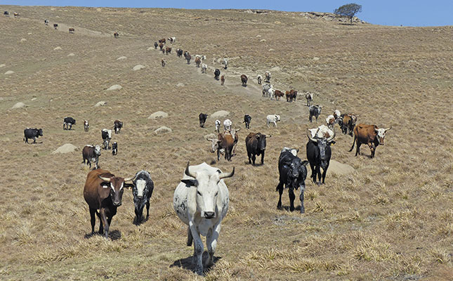 Profiting from indigenous livestock Profiting from indigenous livestock