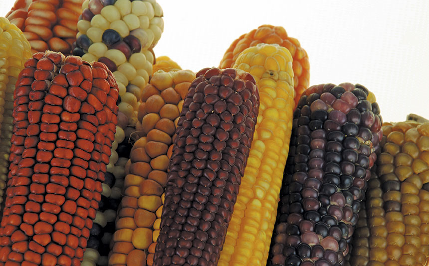 The basics of maize