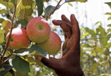 Entries open for 2018 Tru-Cape Packhouse Challenge 2018 Tru-Cape Packhouse Challenge