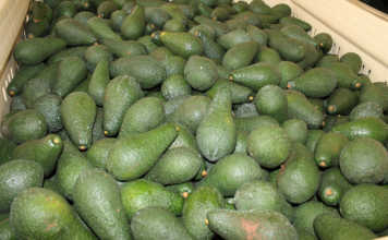 Urgent access to more avocado export markets needed – Subtrop