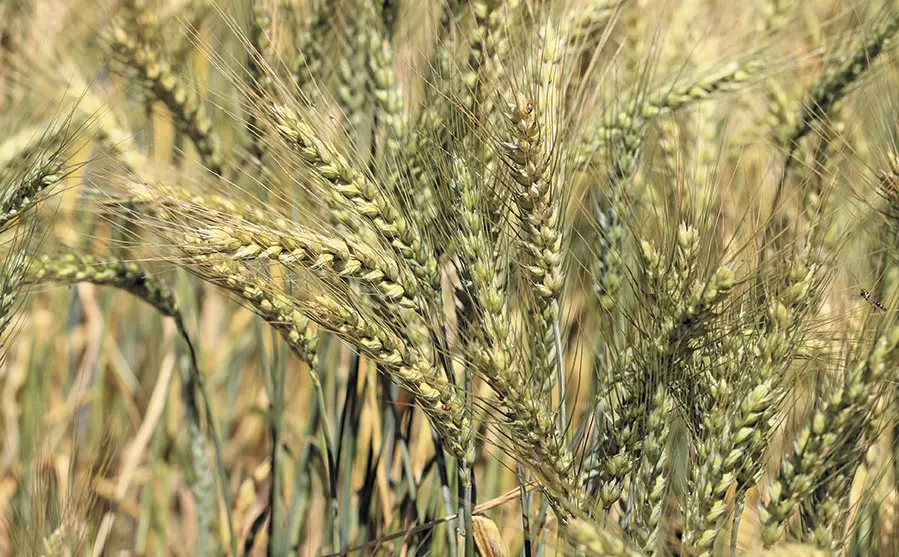 Conservation agriculture pays off in drought