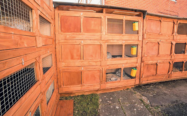 Practical tips for starting a rabbit farm