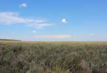 Bankrupt bush encroachment on the increase