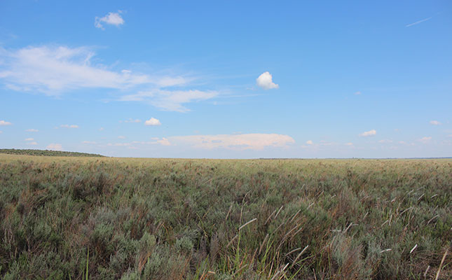Bankrupt bush encroachment on the increase Bankrupt bush encroachment on the increase