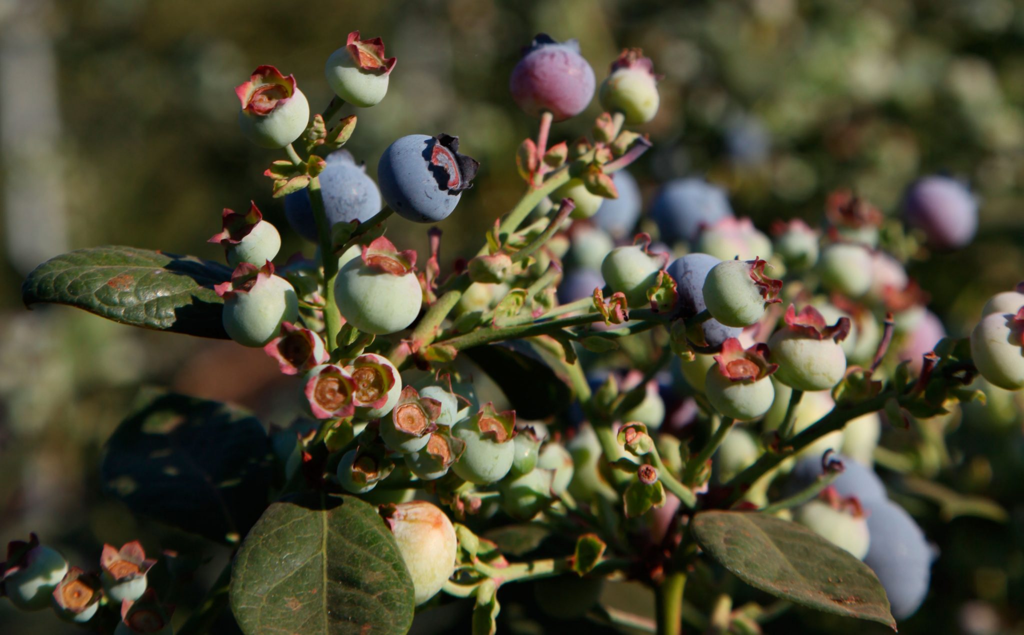 Blueberries