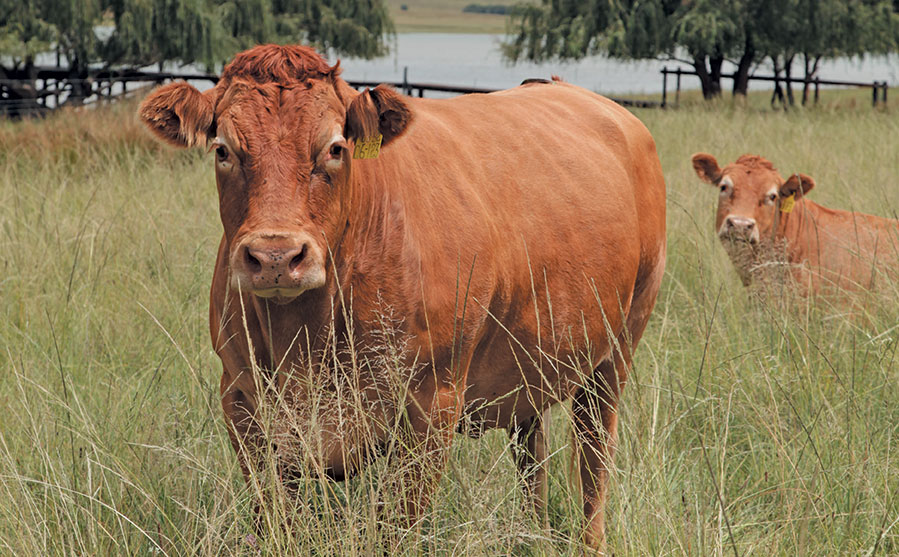 Limousin stud Devlan