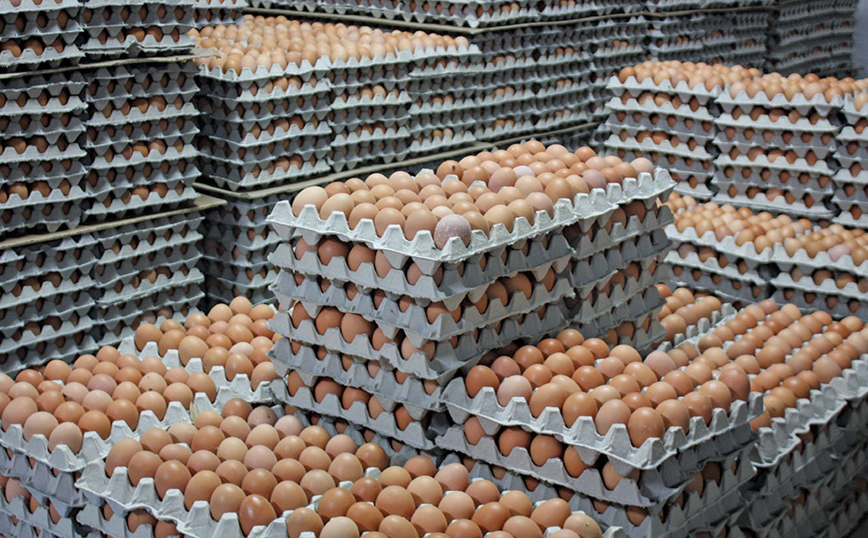 SA opens market for US shell eggs