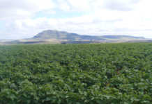 No transport differential for soya beans Soya bean crop