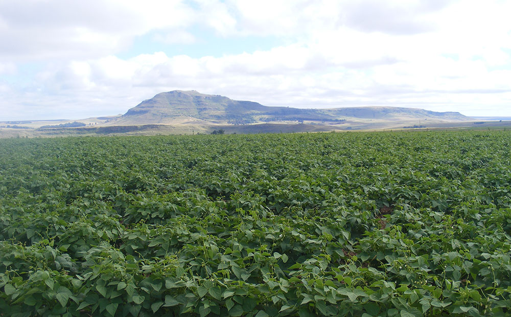 Soya bean crop