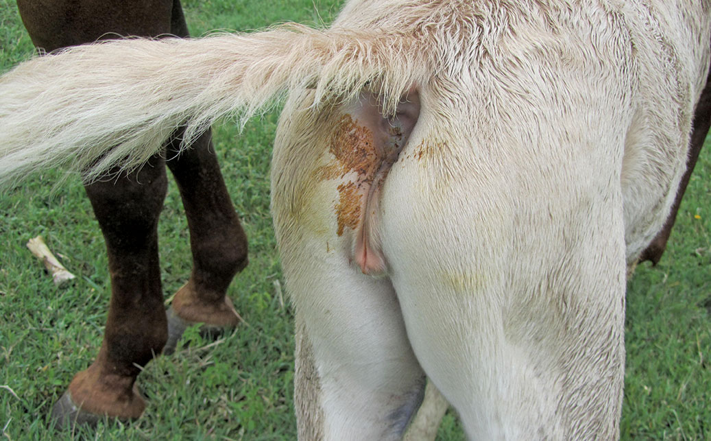 Meconium retention in foals