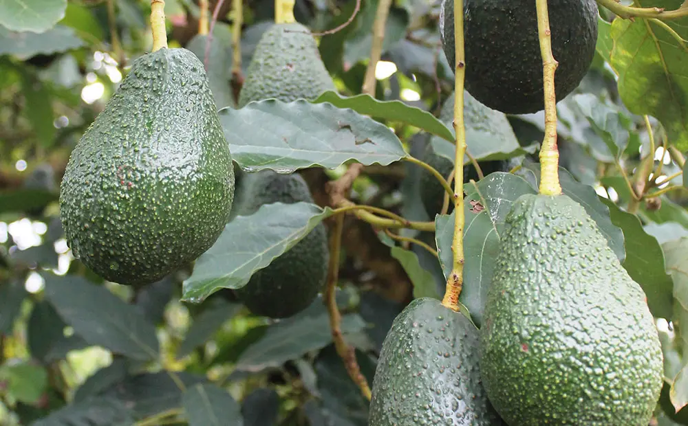 avocados