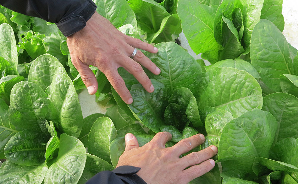 Hygiene is the top food concern among UK consumers