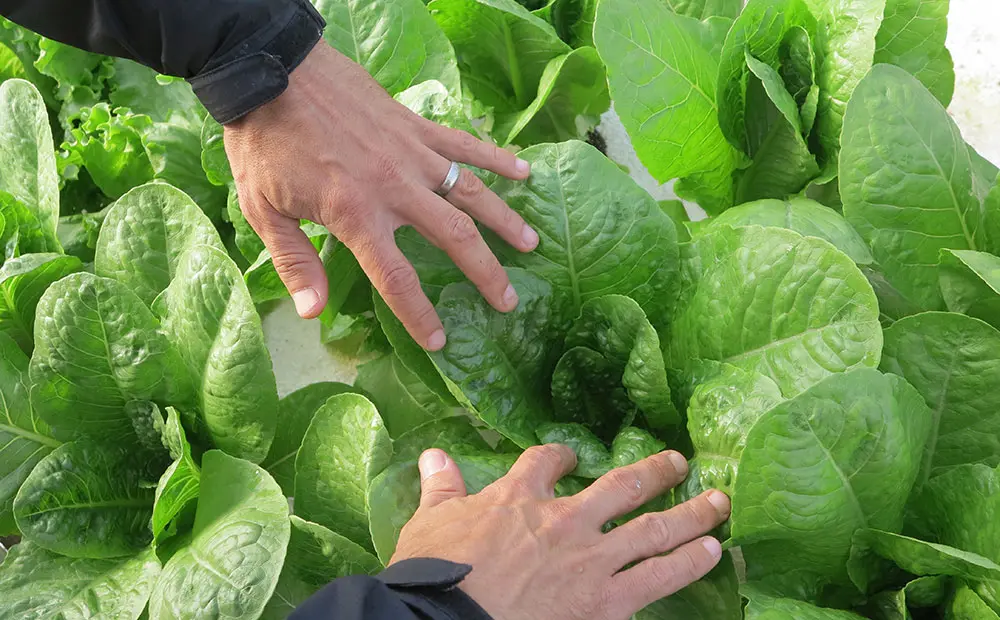 Hygiene is the top food concern among UK consumers