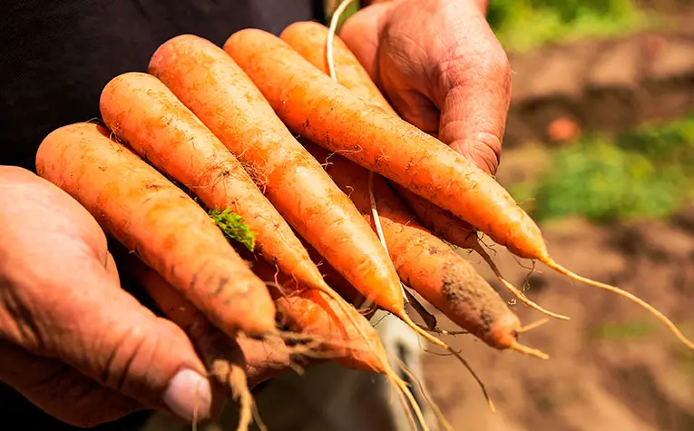 Carrots