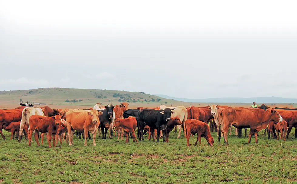 No room for favourites - choose cattle breeds carefully