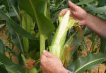 Maize harvest progressing slowly due to late plantings