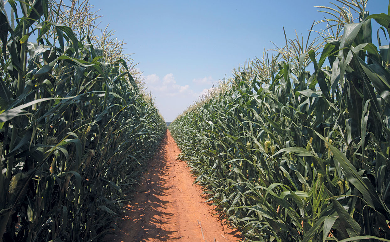 Maize crop