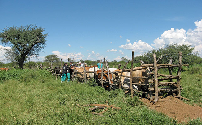 Second veterinary school needed – Agri Eastern Cape Second veterinary school needed – Agri Eastern Cape